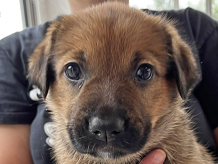 chinook puppy